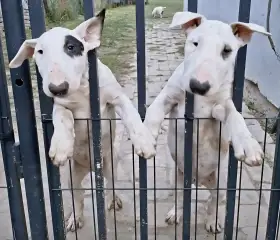 Standardní Bull Terrier štěňata