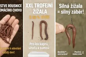 Živé rousnice – xxl žížaly pro trofejní úlovky top kvalita