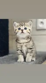 Skotska klapoucha kocka, scottish straight s PP