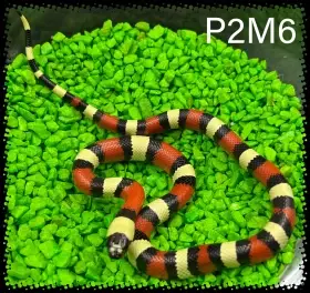 Korálovka sedlatá Campbellova