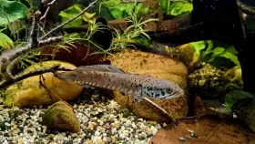 Channa ornatipinnis