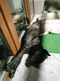 Kříženec Cane Corso a Rotweillera