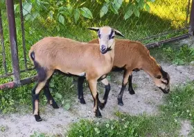 Ovce kamerunská - prodám jehňata po plemenném beranovi