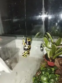 Dendrobates