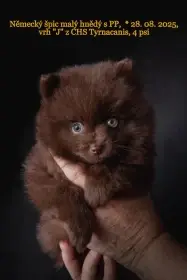 Foto pejska z vrhu "J" 17.10. 2025