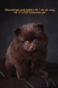Foto dalšího pejska z vrhu "J" 17.10. 2025