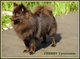 Matka štěňat - C. I. B., CH SK. Ch CZ, CHERRY Tyrnacanis