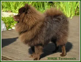 Otec štěňat - JCH SK - IORIK Tyrnacanis