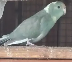 Kakarik