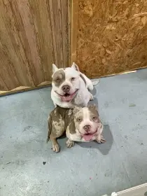 Štěňátka American Bully