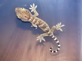 Gekko Gecko
