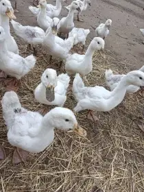 Kachna pekingská