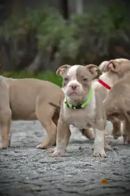 Štěňátka American Bully