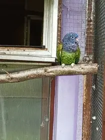 Amazonek modrohlavy