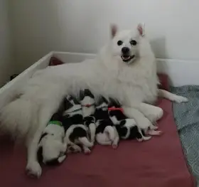 Fenka Henrietta se štěňátky