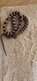 Užovka červená -mládě