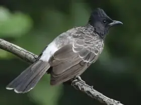 Bulbul šupinkový - letošní odchov 2,1 - kroužek 25