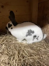 Český Strakáč modrý