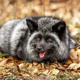 Liška domácí, lišky Silver/Cross, Vulpes Vulpes - jaro rezervace štěňat 2026