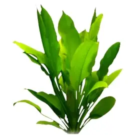 Echinodorus bleherae