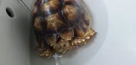 3letá želva Sulcata