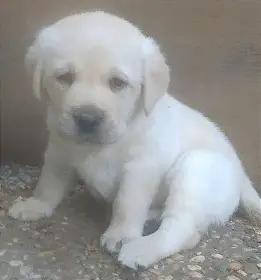 Labrador retriever fenka a pejsek ihned k odběru
