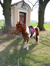 Pony klisna