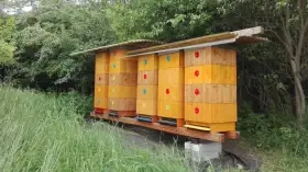 Vyzimovaná včelstva