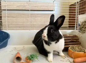 Daruji kralika vcetne klece