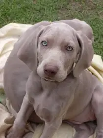 Výmarský ohař - fenka s PP