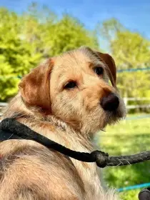 Timík žil doposud bez dostatku jídla, hledá skvělý domov