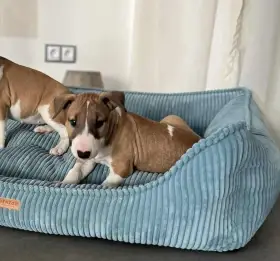 Bulteriér standard -