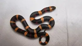 Lampropeltis t. campbelli