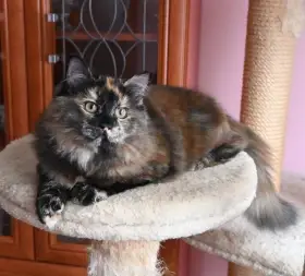 Sibiřská kočička se zajímavou kresbou