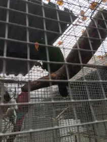 Eklektus polychloros 1.0