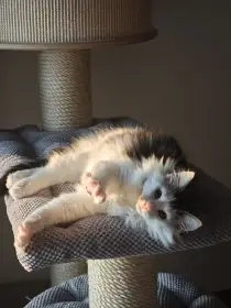 Koťátko Norské lesní kočky