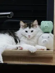 Koťátko Norské lesní kočky