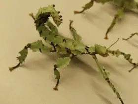 Strašilka australská (E. tiaratum) - lišejníková forma