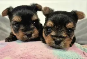 Jorkšírský terier, štěňátka s PP FCI