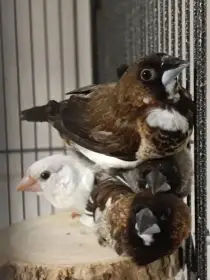 Chůvička japonská - čtveřice