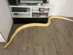 Prodám Krajtu tmavou