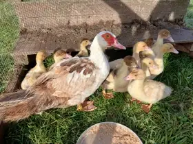 Prodám kachna čínská, pižmová