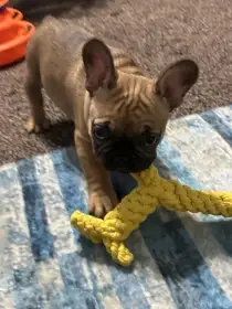 Fenka, typ francouzský buldoček