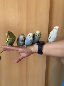 Prodám mladé andulky po vylétnutí z budky