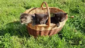 Černý kocourek - daruji kotě