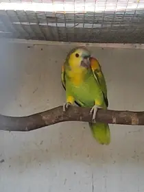 Amazoňan modročelý