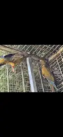 Papoušek patagonský prodej