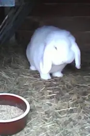 Malý beran bílý červenooký