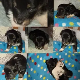 Štěňátko sheltie s PP