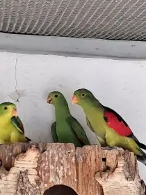 Červenokřídlý přírodní štěpitelný na ŽLUTÉ - 0,1 kroužek 25 s testem dna